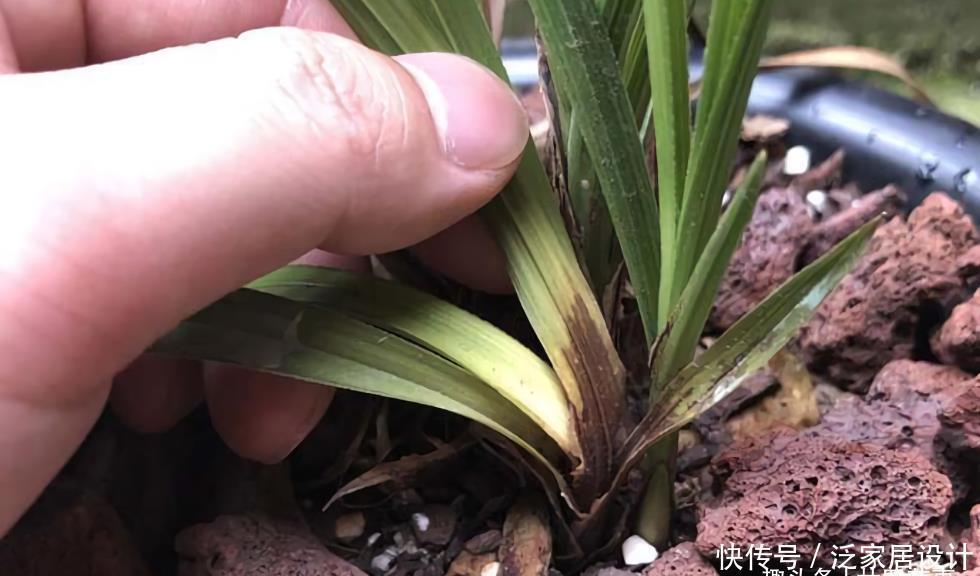 叶基|兰花度夏,“两腐”是大难题,6招预防3招治疗,小心谨慎过夏天