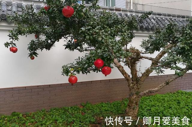 牡丹花|家有五树,儿孙都富!有院子建议栽5种树,看花,收果,寓意吉利