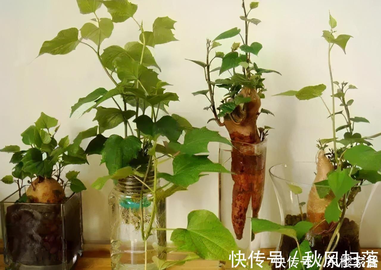 小森林|蔬菜中的“皇后”,比绿萝还好看,一个月长成小森林,天天炒菜吃