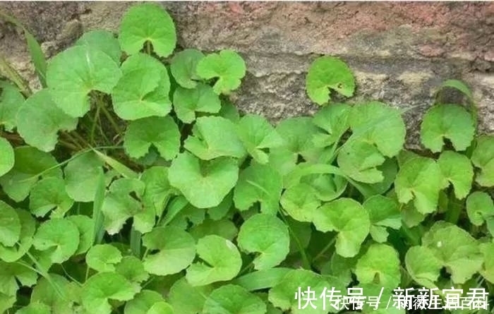 积雪|农村有种野草,可凉拌吃可药用30元一斤,农民却不知当杂草除掉