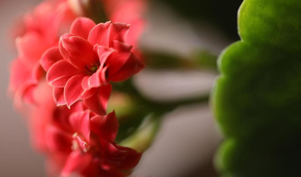 这3种花,不要修剪,否则不开花