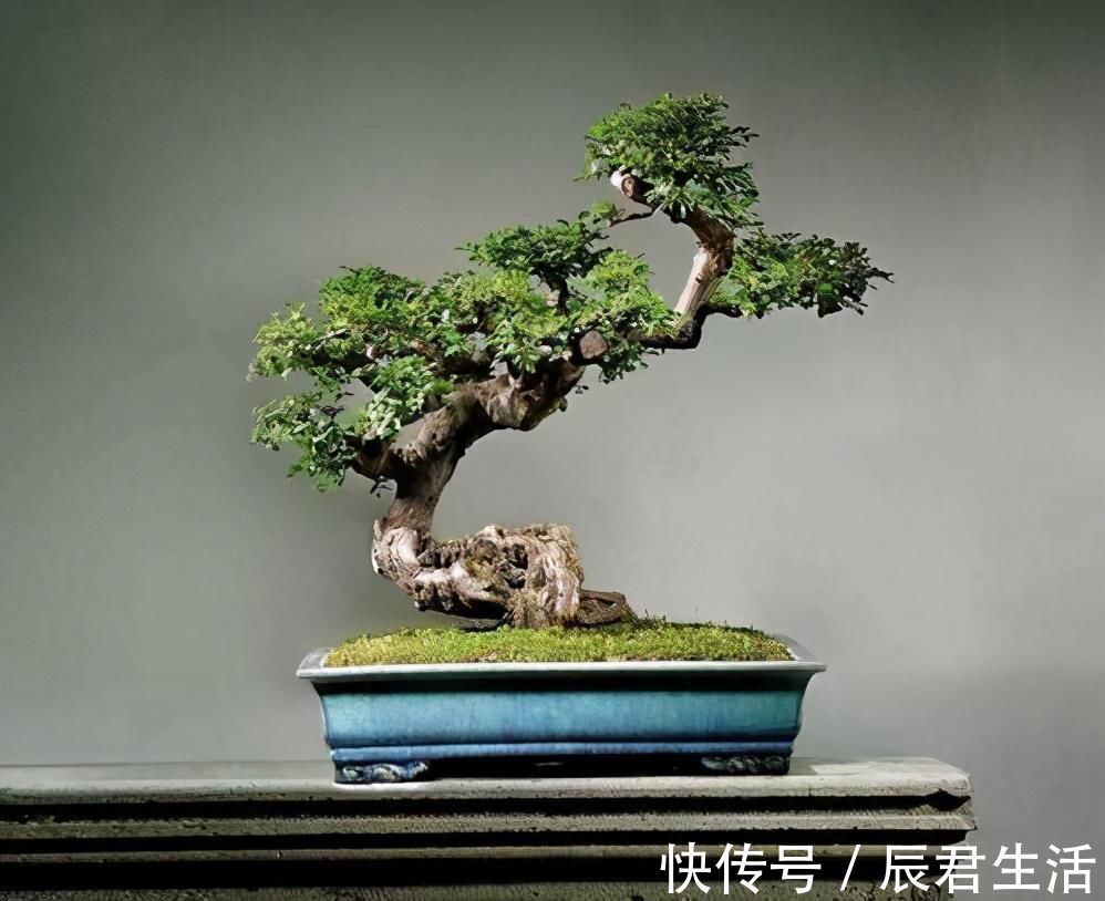 黄杨|4种农村常见的树墩子,修剪一番变成高价值盆景,观赏性极高