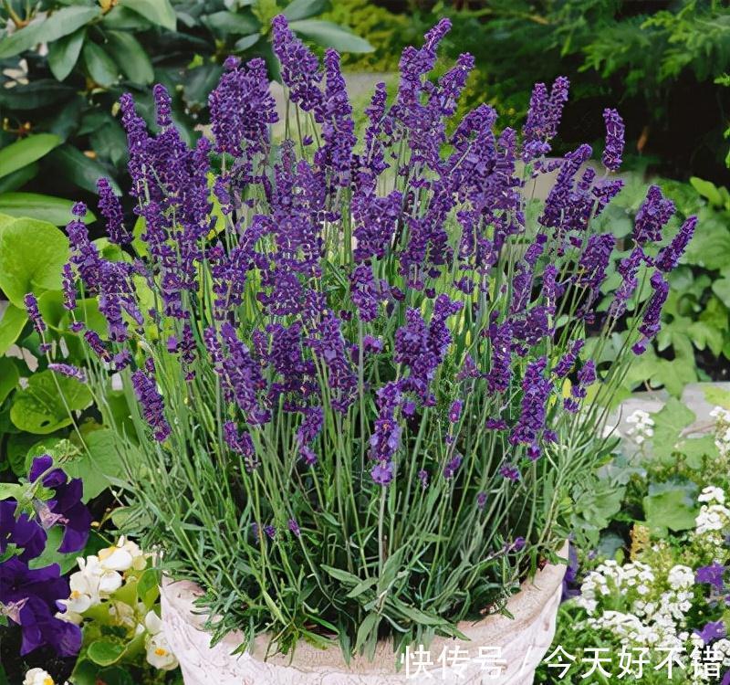 柠檬树|卧室不要乱养花,4种“催眠花”,净化夜间空气,一觉睡到大天亮