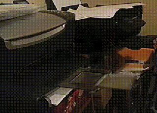 |搞笑动图:小狗下楼梯也这么有个性?