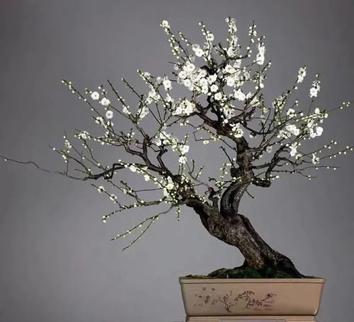 植物|古代的“大户人家”都喜欢养这10种植物，家里养几盆，富贵吉祥旺家宅，你家养了吗