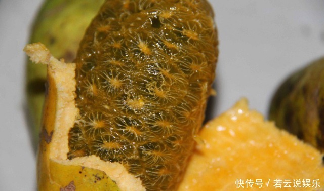深山里这种果实长得丑却浑身是宝，补肾又美容，男女都爱吃