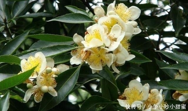 种植|最适合庭院、屋顶绿化种植的植物，各月开花顺序整理，不收藏吗？