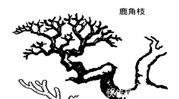 纸条|盆景造型的12原则