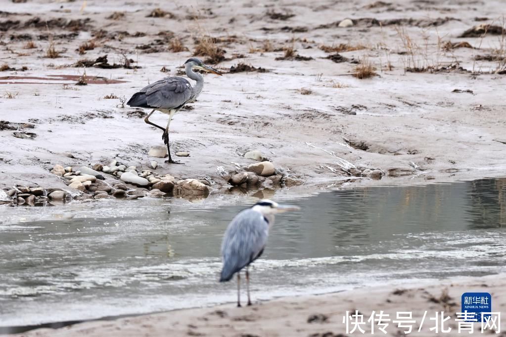 甘肃省|甘肃：候鸟冬憩洮河湿地