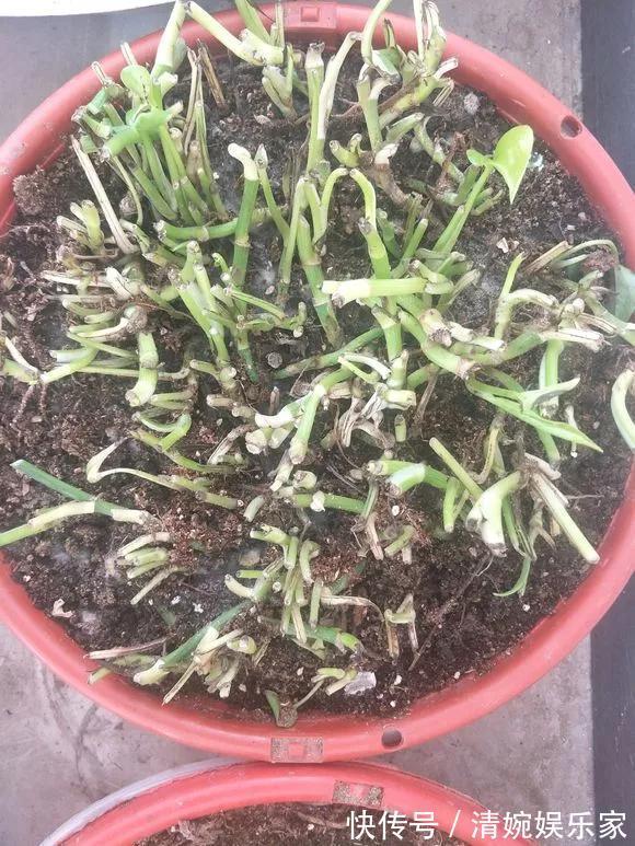 咋“折腾”都不死的4种花,越修剪越旺,很难养死