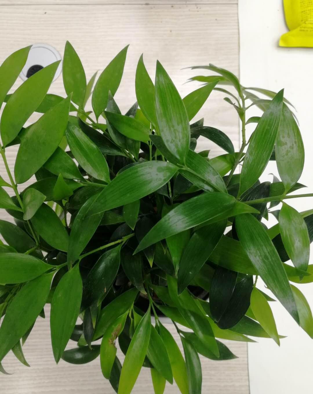 这3种花,最适合放在办公桌,赚钱容易没烦恼,提神又醒脑