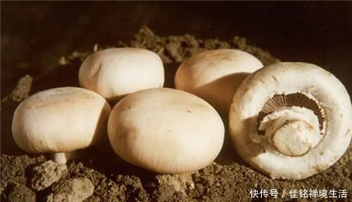 韭菜|这道菜含硒量很高,8块一斤的它,比吃肉都强,但很多人忽视