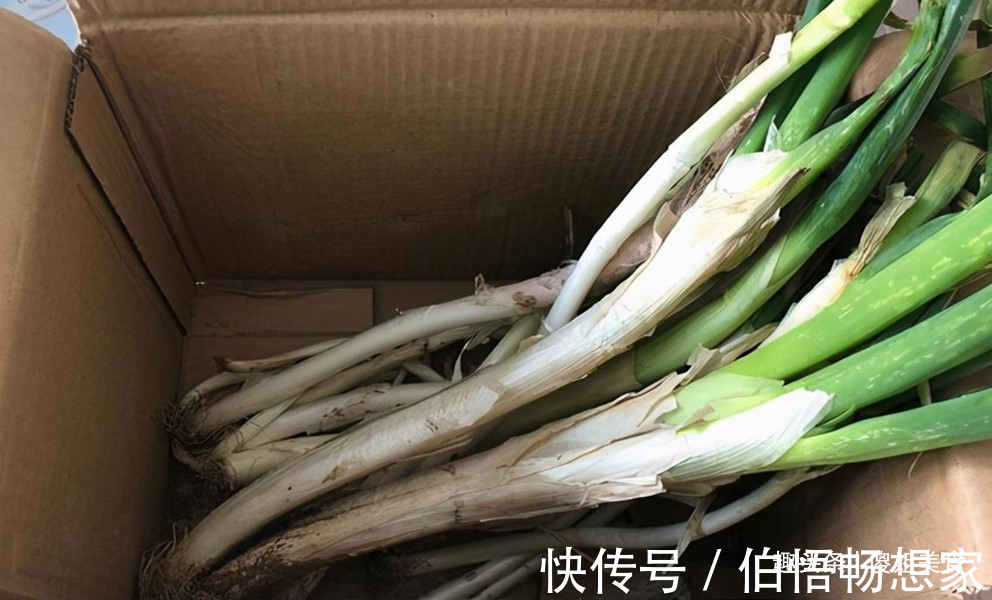 白菜|原来保存大葱一点也不难，不烂不空心，放半年不坏，冬天随吃随取