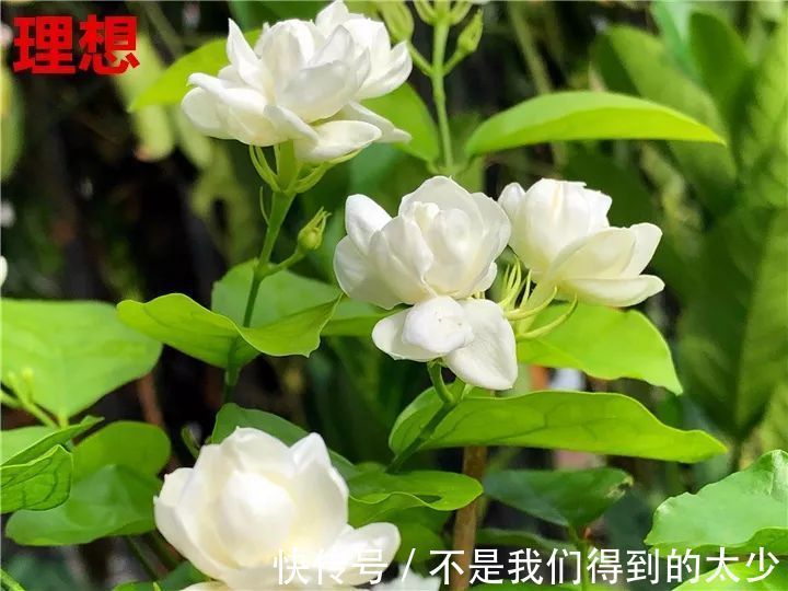 养花技巧最难养的花，买多少死多少，想想就生气！