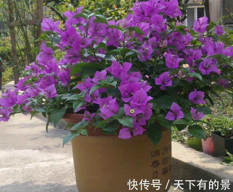 开花机器|养三角梅，反复做这件事，才不愧“开花机器”的美誉