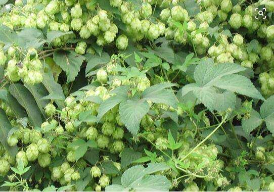 拉拉秧又开始疯长了，被它擦伤过吗知道它真名叫啥吗