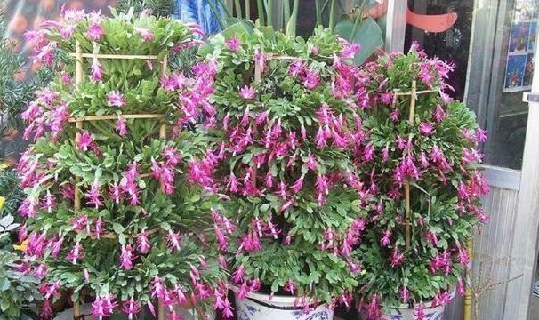 蟹爪兰|养蟹爪兰，盆中插几根木棒，蹭蹭长到爆，花开不断，开成瀑布