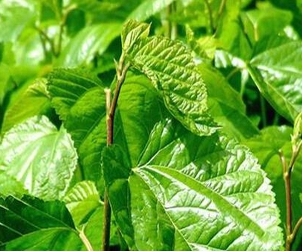 降血糖|桑叶能用好,一定是个宝!不仅降血糖,更有3大好处让人惊喜