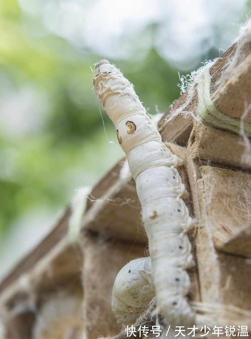 经典&20首绝美的爱情古诗词！首首经典句句绝唱，谁把爱情写得最是绝？