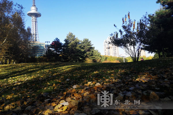 紫叶稠李|城市公园落叶缤纷 留住冰城秋色美景