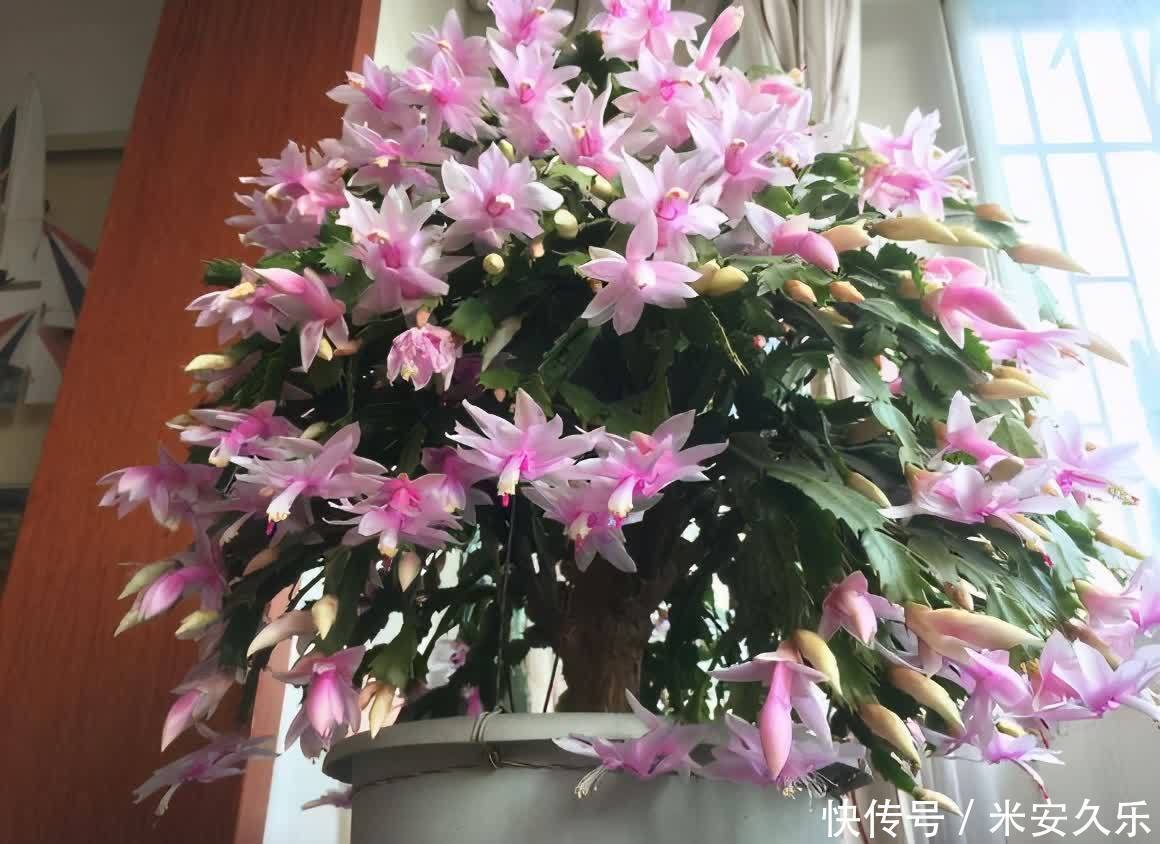 网纹草|室内养什么花好?这4种“耐阴花”,花叶俱美,很好养