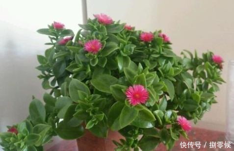 此吊兰不一般,能赏花,能当菜,一根枝插土里,轻松爆盆吃不完