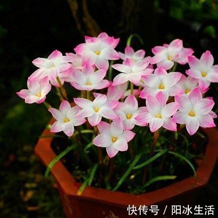 一种可爱美丽的花卉盆栽，很好种，三天就能开花，耐热耐寒，深受喜爱