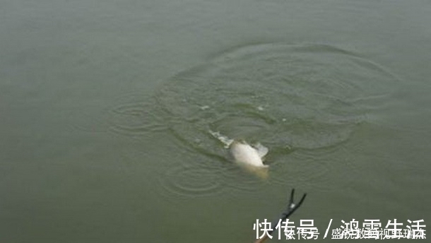 野钓钓位不要相邻太近,孤单一些更加容易爆护