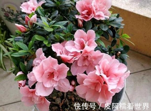 光照|茶花盆栽四季杜鹃,注意3点,枝繁叶茂、花团锦簇、病虫害少