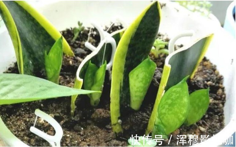 虎皮兰|家中常养5种花“不用买”掐个枝条插土里就能活，7天就生根！