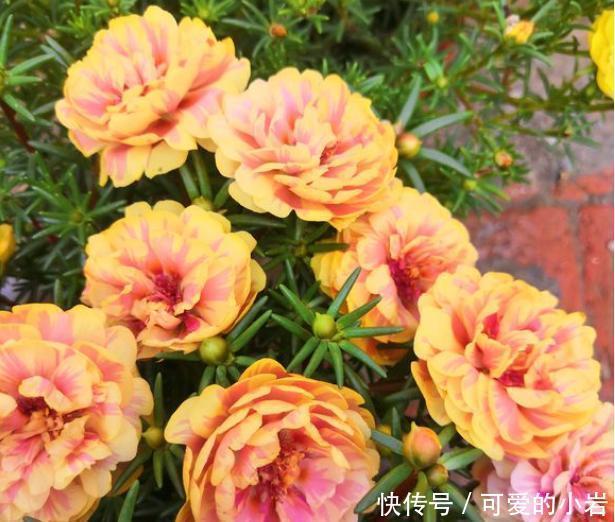 它叫“半枝莲”,开花似“牡丹”,撒一把种,开一片“五彩花”