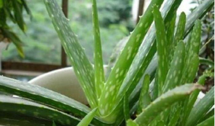 家里养此款花卉，便宜又好养，净化空气又美容，家家都有