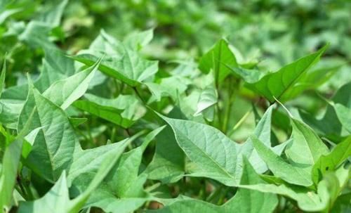 女性不想老太快，多吃几种食物，补血润肤，延缓衰老，滋补身体