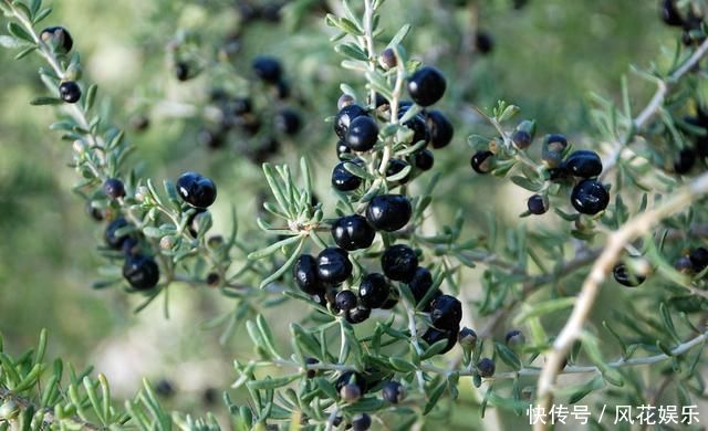 糖尿病的“对手”公布，坚持泡水喝，平稳血糖，小糖人或知难而退