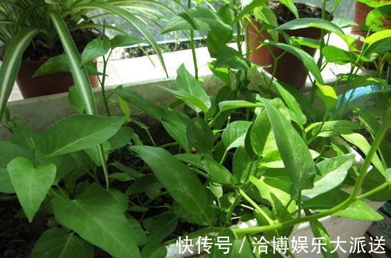 木耳菜|3种吃剩的“菜杆子”,丢土里,长成一片“绿萝”,3天采摘一大盆