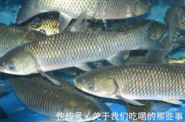 哪些鱼适合冬天吃？聪明人选这4种，肉肥味鲜营养高，价格还便宜