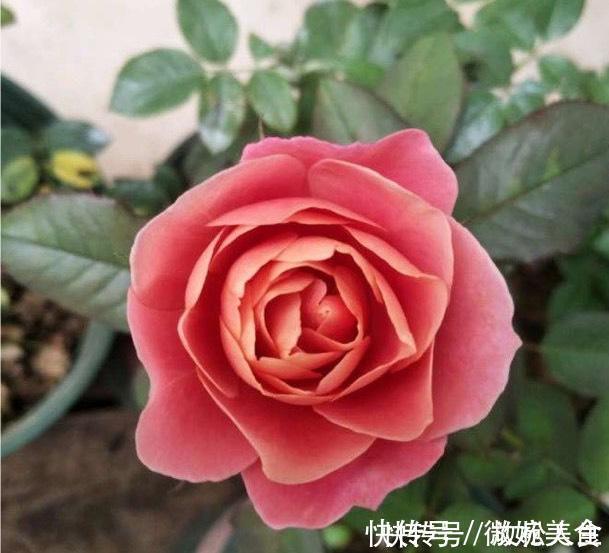 灌木|盘点10种古典美复古色系月季,你必须拥有其中一种!