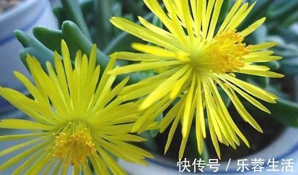 快刀乱麻，不走寻常路的多肉植物，不算呆萌，但让人印象深刻