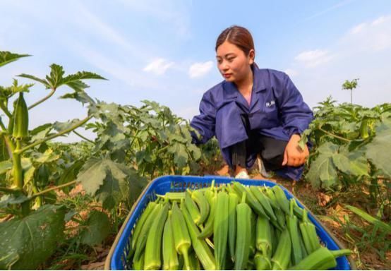 混成|印度“黄瓜”入侵中国既能入药又能食用,如今还混成了天价美食