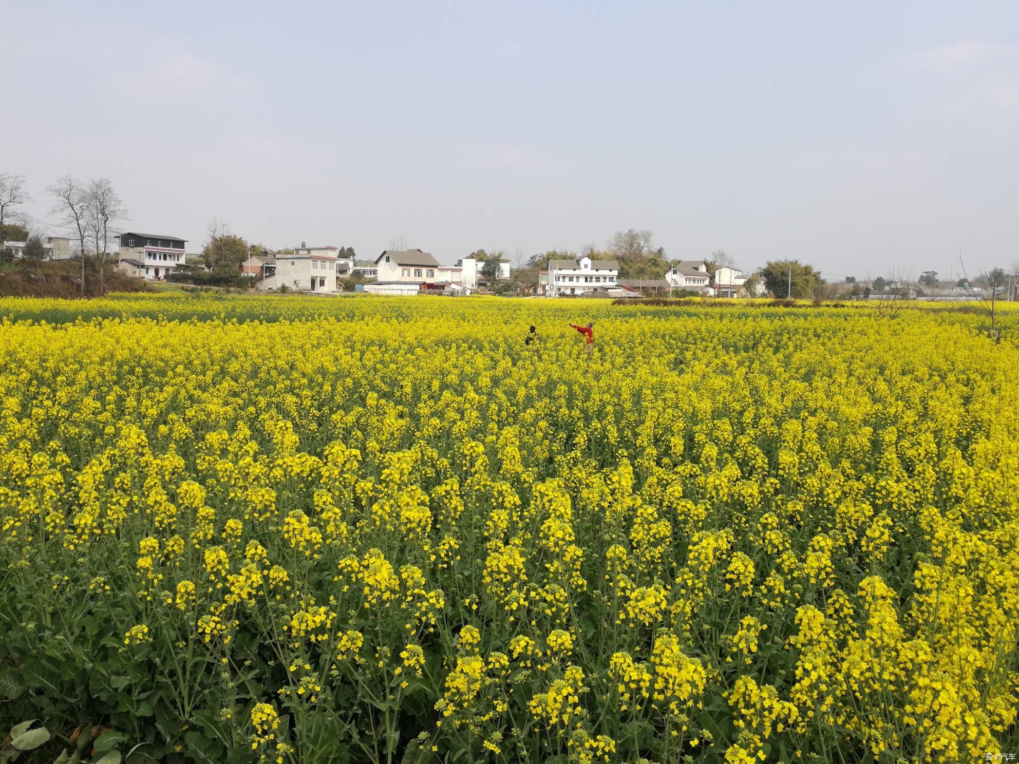 不负春光，乡村赏花