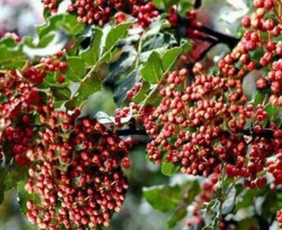 排毒|女人常用此物泡水喝,排毒祛湿,远离妇科炎症,子宫越来越好