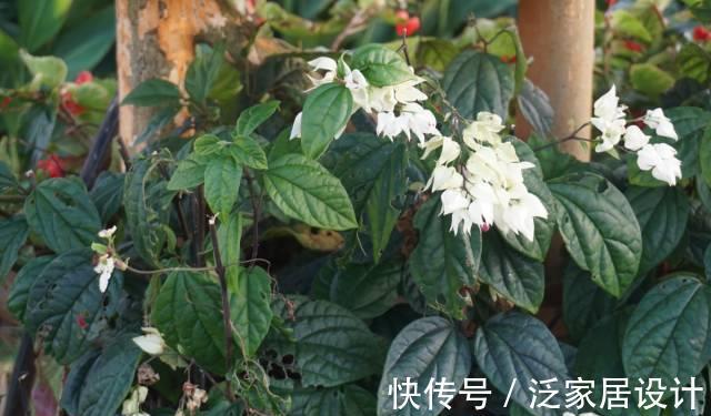 蔓性风铃花|养花试试这几款,花期长达8个月,花量大,极易花开爆盆