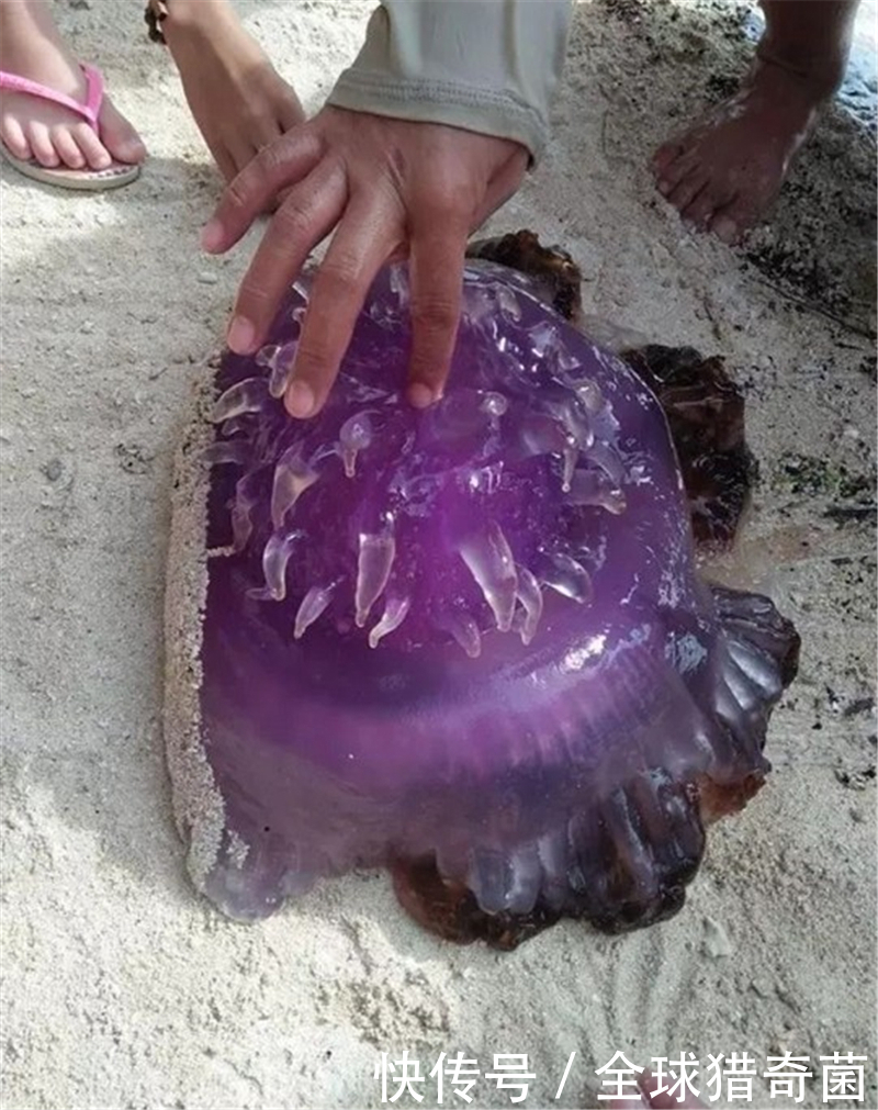 用人工|网络有多恐怖？不管问什么，万能的网友都能解答！