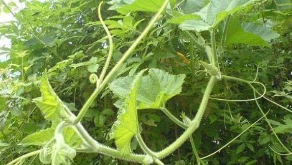 南瓜藤|女性不想长皱纹，不妨多吃三道菜，美容淡斑，延缓衰老，好处多多