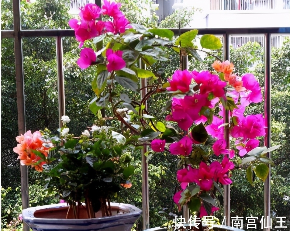 低气温养花,这“3少1多”要注意,否则盆栽熬不过冬天