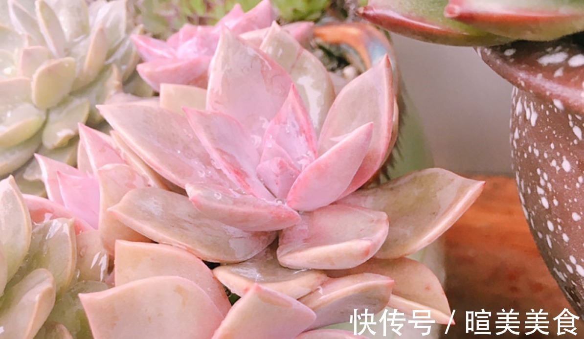 新芽|多肉初恋不长个,避开这“三怕”,猛蹿新芽,缀化成群生小老桩