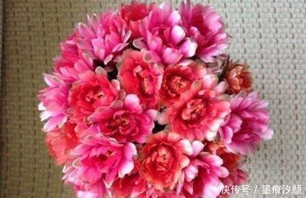 沙漠玫瑰|时间少就养“2种花”，开花很漂亮，30天不浇水也“死不了”！