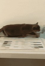 |搞笑GIF:想走?不存在的,老娘抗也要把你抗回去