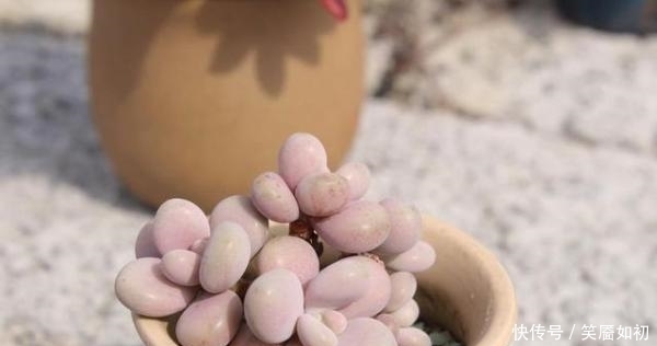 多肉小菜虫:多肉桃蛋胖到炸裂,也适用于所有景天肉!