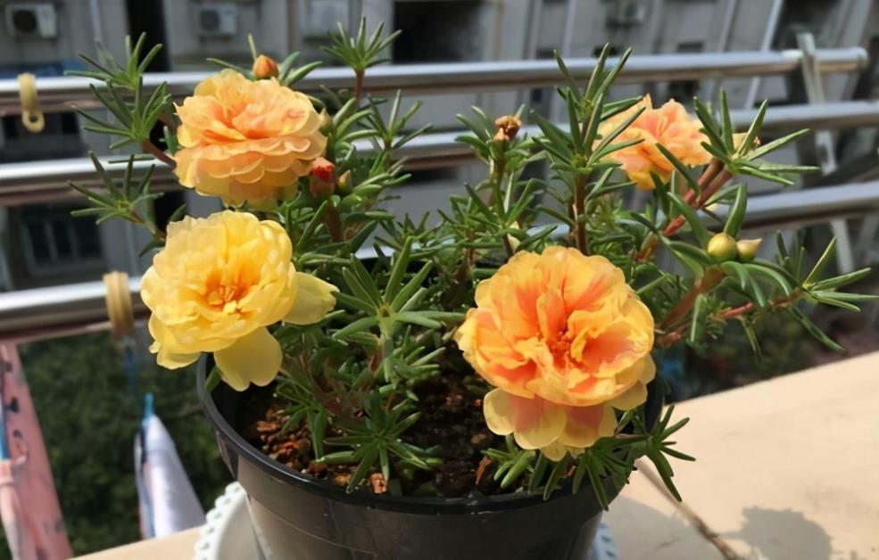 太阳花|夏季养花首选:太阳花,盆栽扦插天热长得好,更易出状态